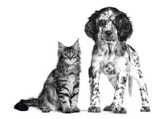Setter and Maine coon